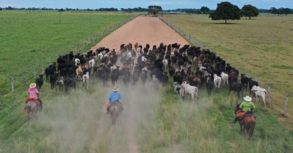 Dimensionando a equipe: saiba a quantidade ideal de gado por vaqueiro na fazenda