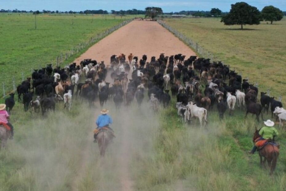 Dimensionando a equipe: saiba a quantidade ideal de gado por vaqueiro na fazenda