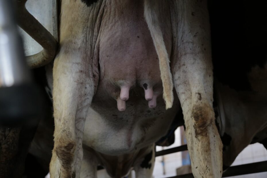 Estimulação correta do teto x ocitocina exógena em vacas leiteiras