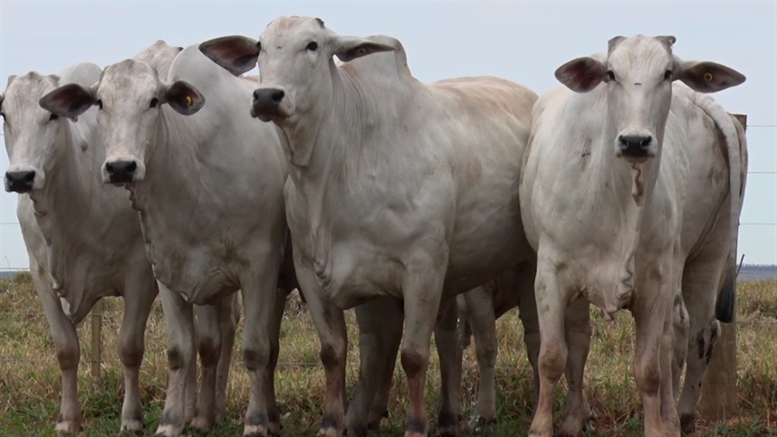 O Portal do conteúdo Agropecuário. Confira: Noticias atualizadas, Previsão do tempo, cotações, sistemas especialistas de produtos agro, Colunistas, Classificados gerais.