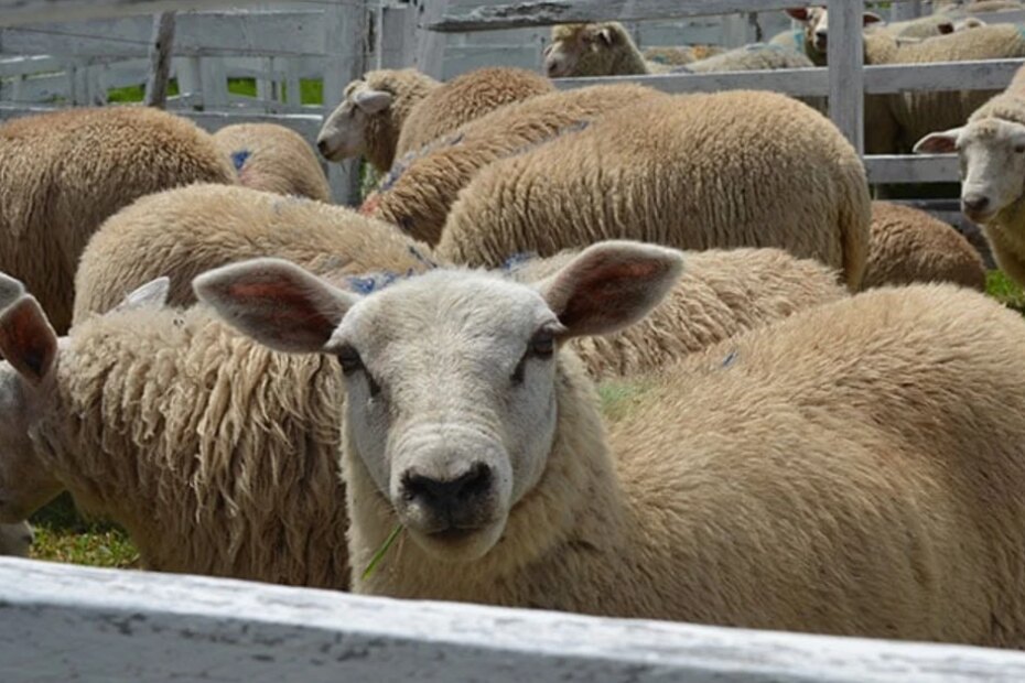Feovelha registra recorde de vendas de ovinos