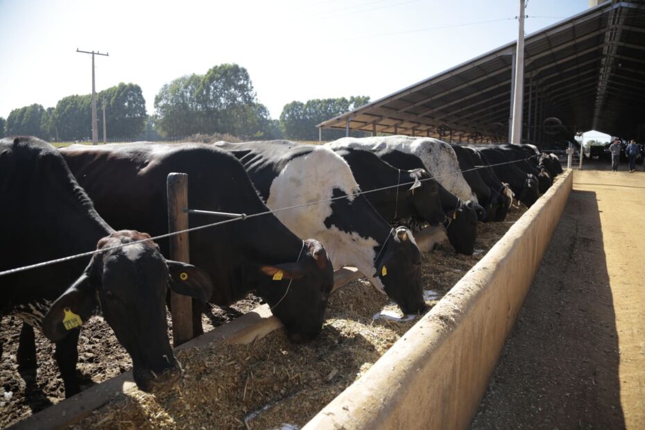 Forragem para gado leiteiro: como produzir com qualidade?