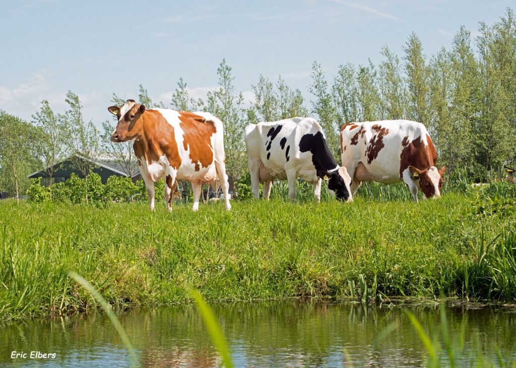 Gordura hidrogenada é uma excelente ferramenta para melhorar o desempenho das vacas leiteiras