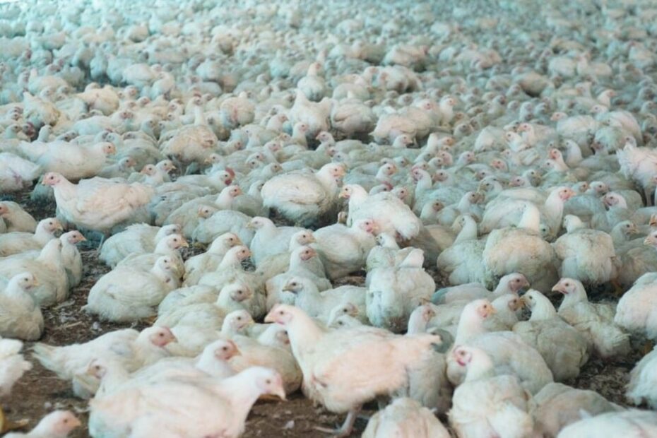 Governo exige declaração de biosseguridade em granjas avícolas