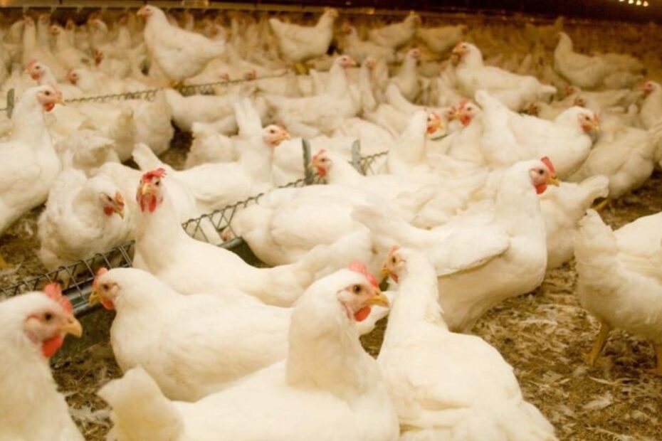 RS estende emergência zoossanitária até 22 de julho para enfrentar gripe aviária