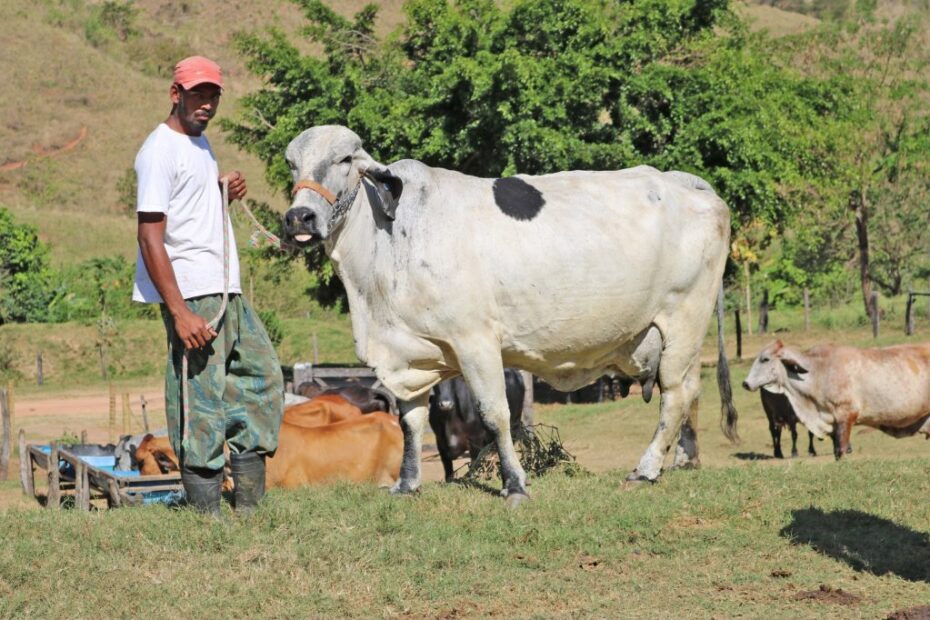 Projetos da Cooperativa impulsionam a pecuária leiteira