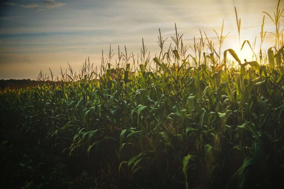 É viável a irrigação na produção de silagem de milho?