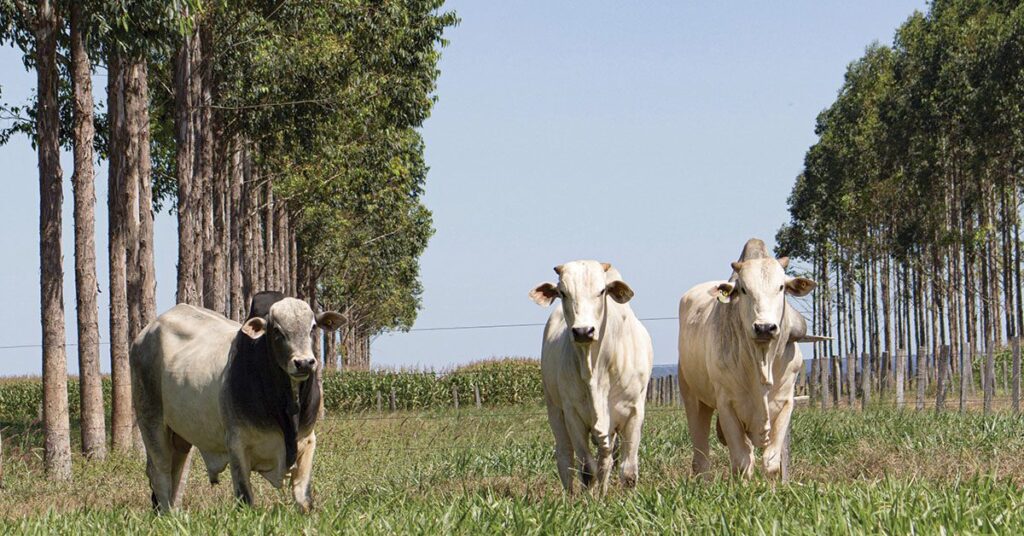 Mapa e Asbram firmam acordo técnico para capacitação de profissionais da agropecuária • Portal DBO