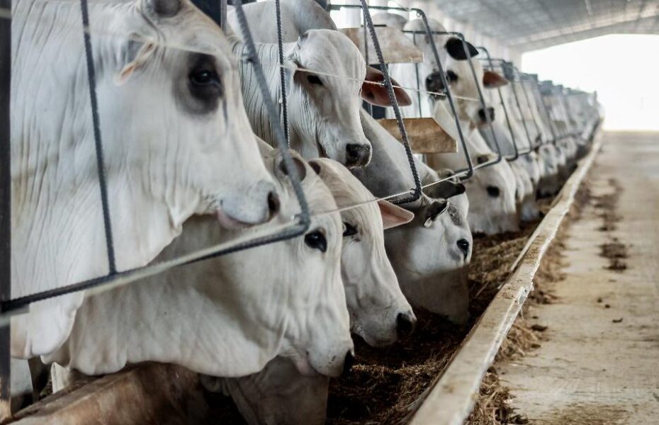 Líder nacional na pecuária, Mato Grosso teve aumento de 14,4% no abate de bovinos em 2023