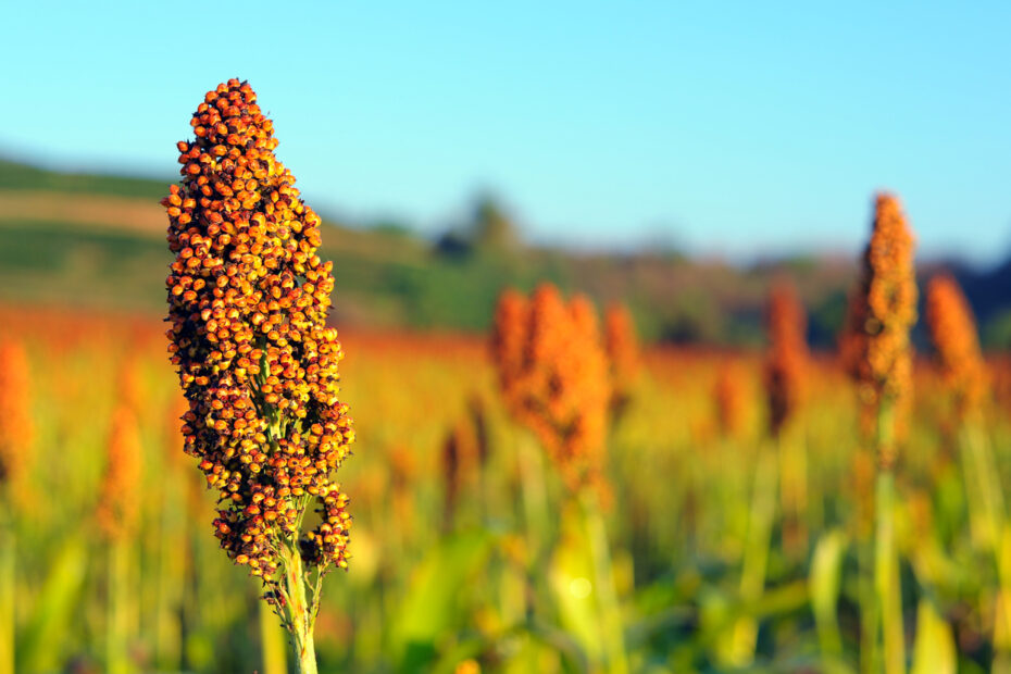 Mercado de sementes de sorgo granífero cresceu 23% em 2023