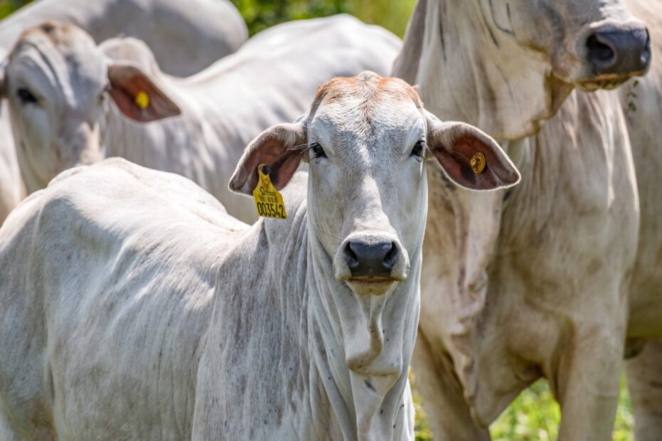 Mercado do boi gordo segue fraco com demanda menor por carne bovina | Boi