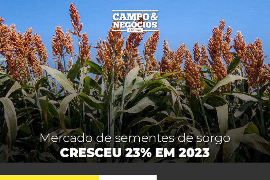 Mercado de sementes de sorgo cresceu 23% em 2023