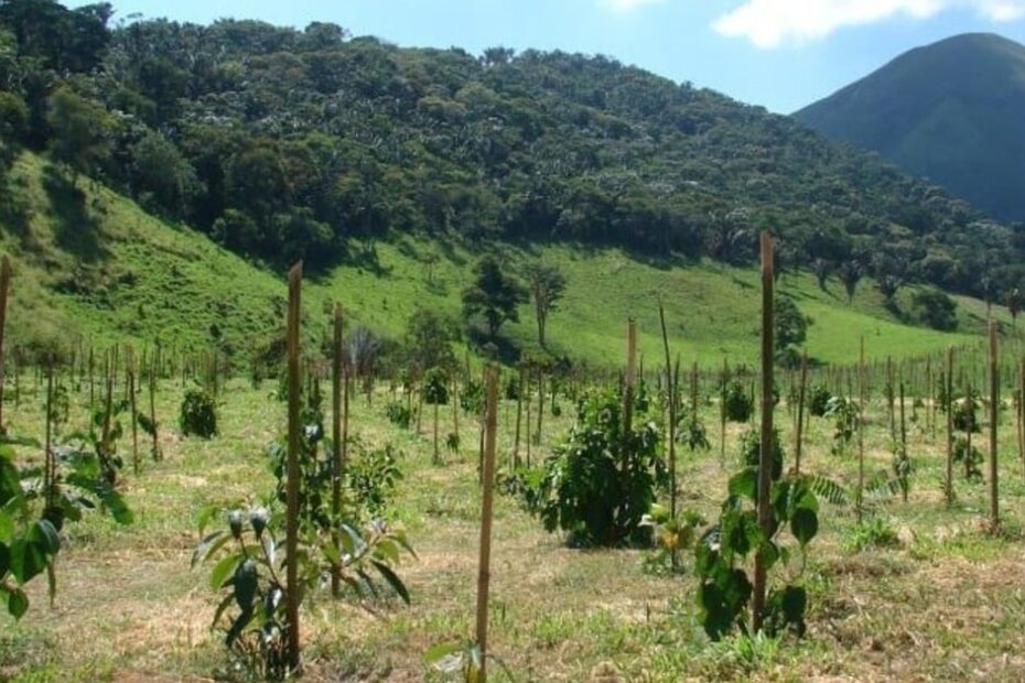 Nova metodologia projeta crescimento de árvores nativas, elevando rentabilidade de restauração florestal