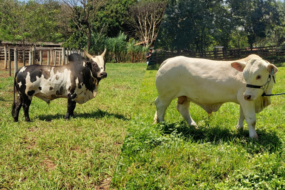 Criador focado em mini bovinos faz sucesso com touros Charuto e Valete — CompreRural