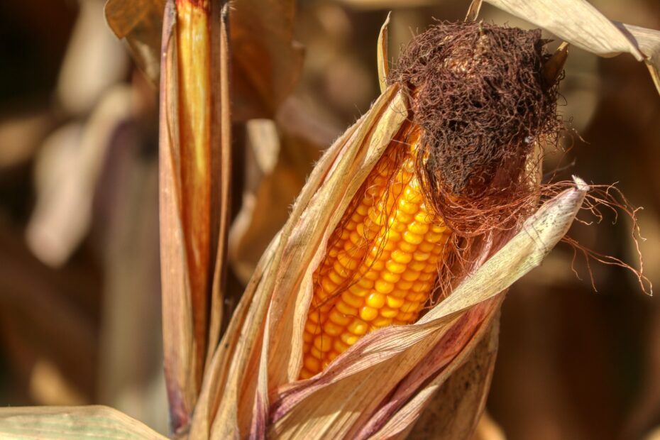 As negociações do milho avançam em ritmo lento devido às incertezas em relação à safra