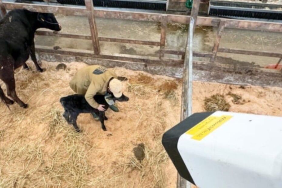 Nikon lança sistema de IA que prevê parto de vacas