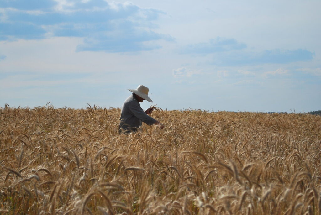 Zoneamento Agrícola de Riscos Climático para cereais de inverno foi atualizado