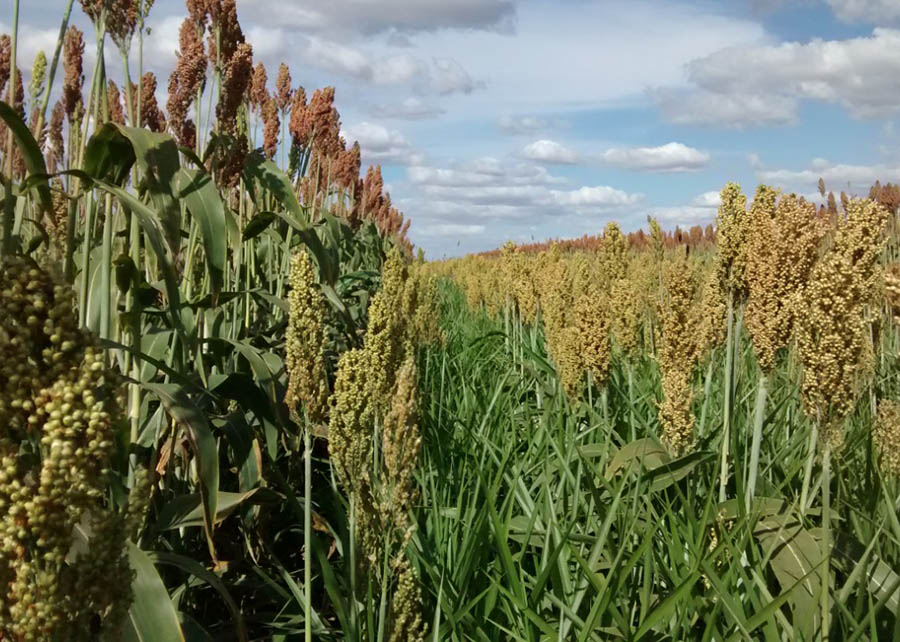 o cultivo consorciado do sorgo com braquiária ruziziensis foi capaz de reduzir em mais de 86% o banco de sementes no solo - Foto: Robélio Marchão