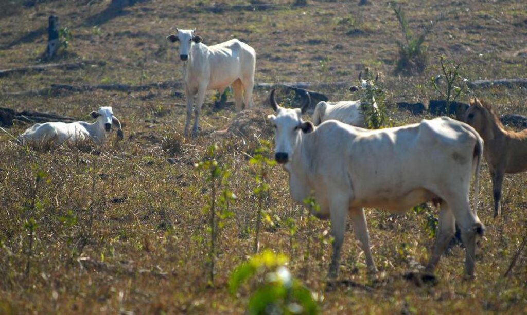 Governo prepara plataforma online para certificação da produção agropecuária