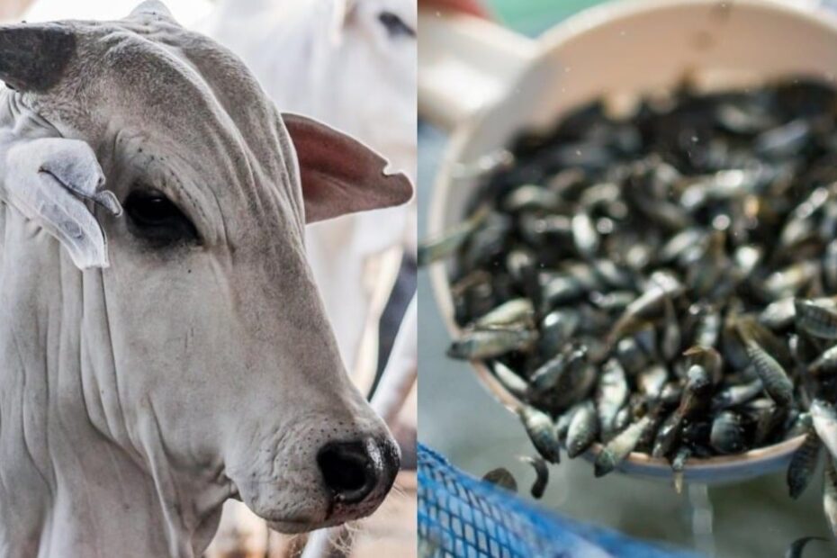Brasil já pode exportar bovinos vivos ao Paquistão e alevinos de tilápia às Filipinas