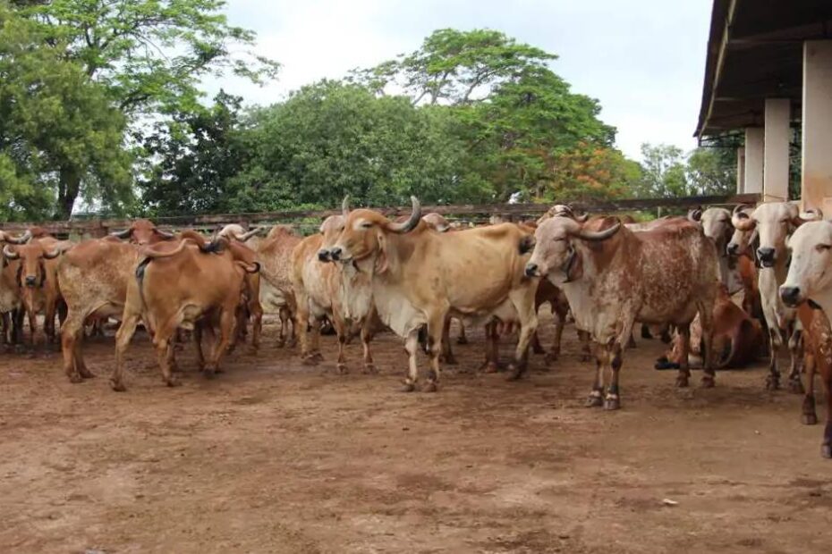 Cochos automatizados vão ajudar nas pesquisas da EPAMIG em bovinocultura • Portal DBO