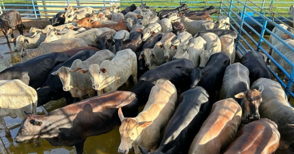 Novilhada de até quatro dentes terminada a pasto garante bônus extra em MS