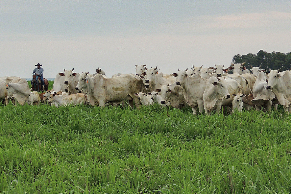 Projeto insere o pastoreio racional como objetivo da política agrícola brasileira • Portal DBO