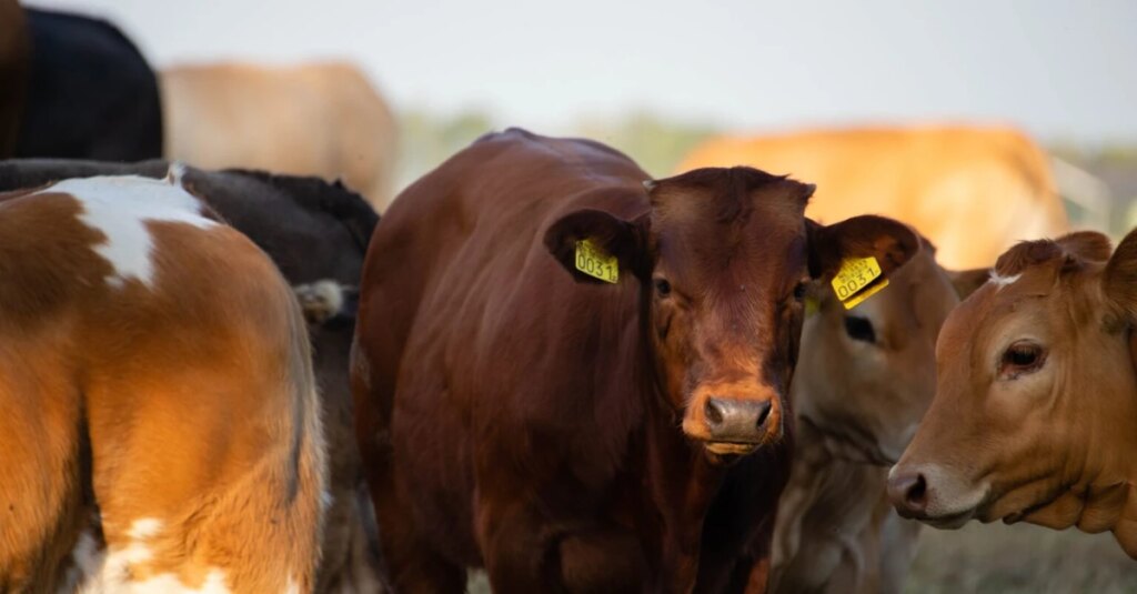 Protocolos de produção de carne reduzem em até 15% a emissão de gás de efeito estufa