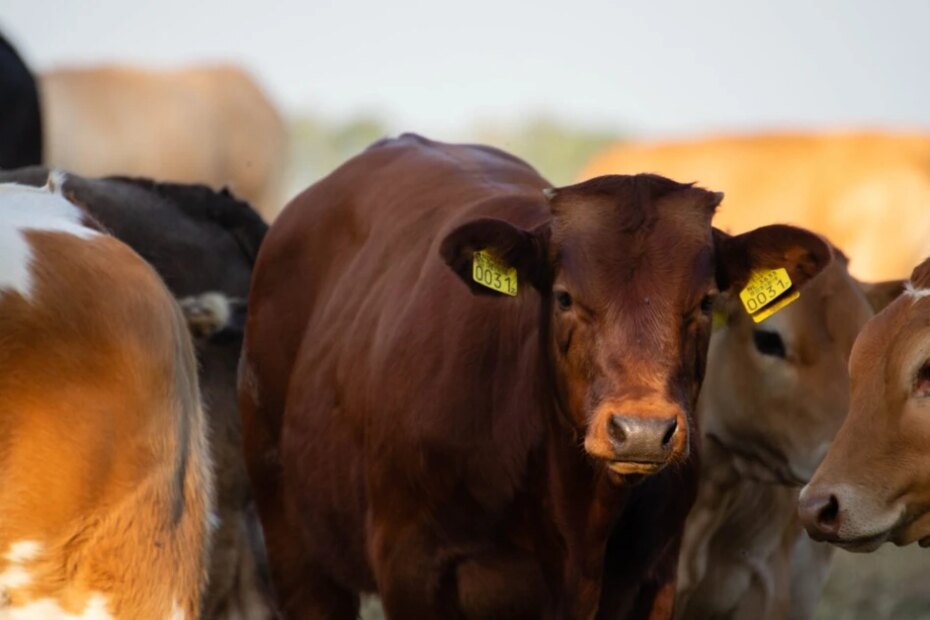 Protocolos de produção de carne reduzem em até 15% a emissão de gás de efeito estufa