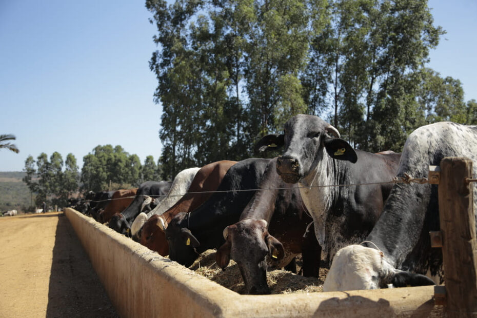 Exigências nutricionais dos bovinos leiteiros: saiba quais são