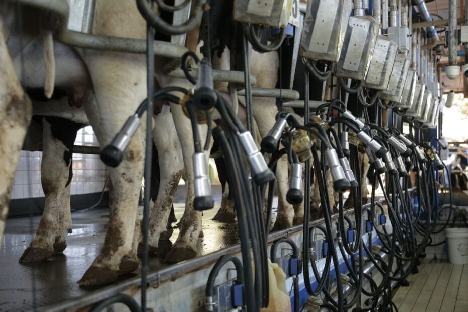 Perfis situacionais em fazendas leiteiras: como melhorar o sua?