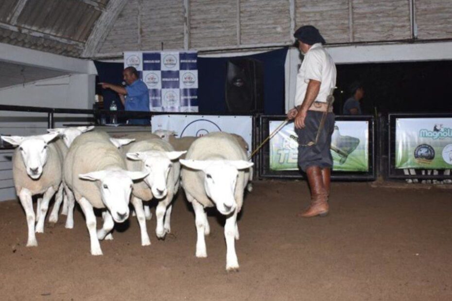 painel sobre ovinocultura é destaque na Agrovino de Bagé • Portal DBO