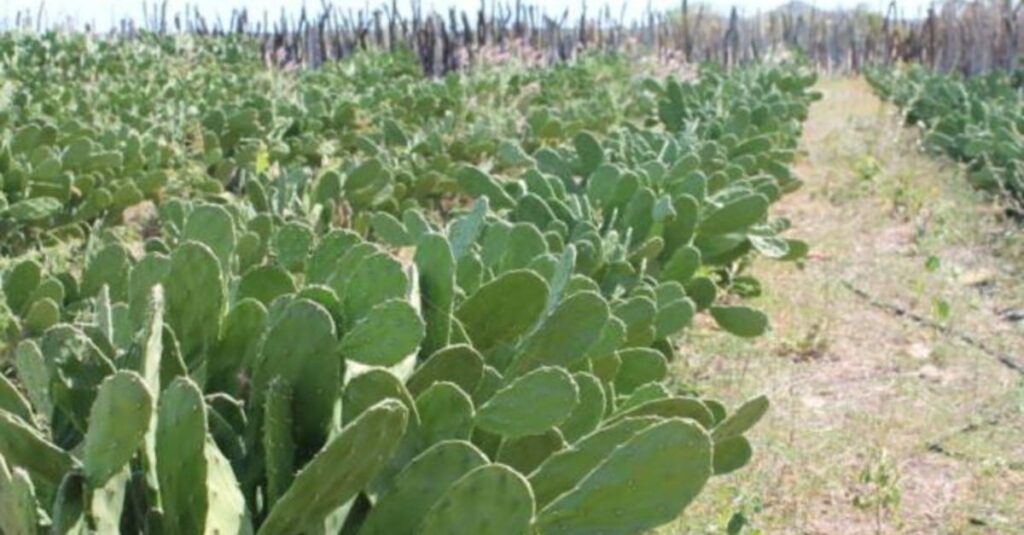 Palma forrageira: planta mexicana está conquistando um lugar de destaque no Nordeste