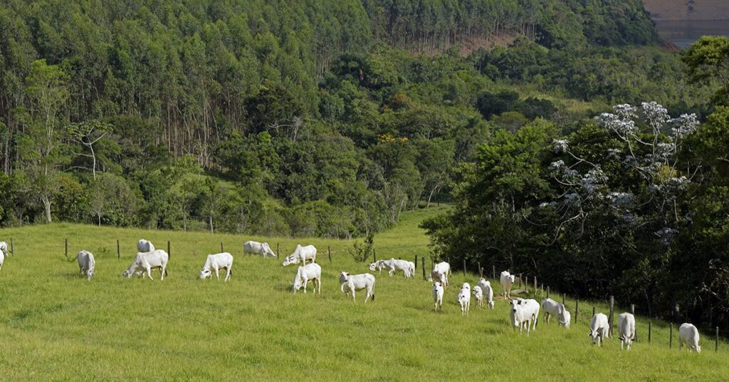 Plataforma AgroBrasil+Sustentável é apresentada a ministérios e instituições do setor • Portal DBO