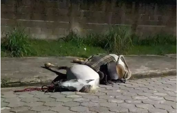 “Tiraram a vida de meu animal injustamente”, afirma dona do cavalo que foi morto por um policial militar em Caraguatatuba