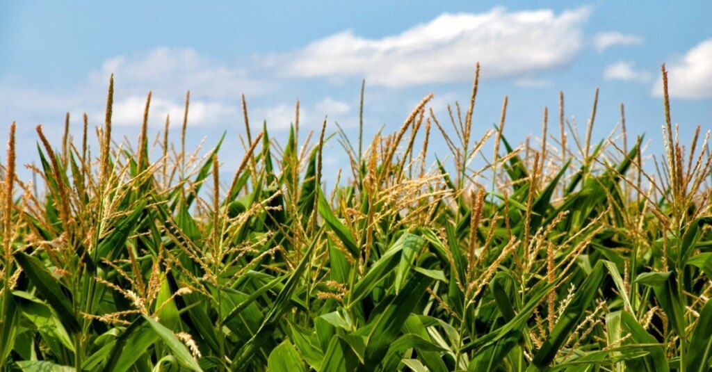 Mato Grosso do Sul deve produzir 11,4 milhões de toneladas de milho