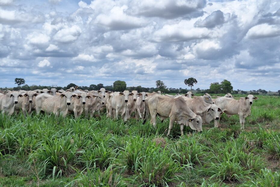 Preço do boi gordo sobe em Mato Grosso com melhora no escoamento | Boi