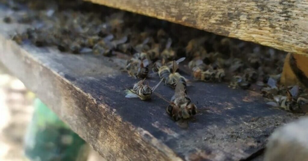 Produtores rurais são indiciados pela morte de quase 9 milhões de abelhas