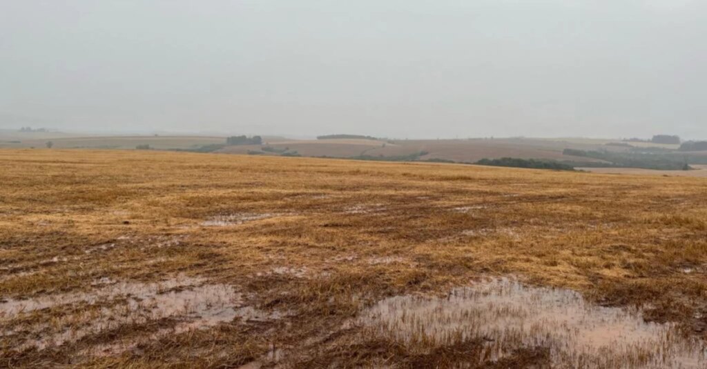 Clima faz produtores trocarem soja por algodão no Mato Grosso e a produtividade diminuir para gaúchos