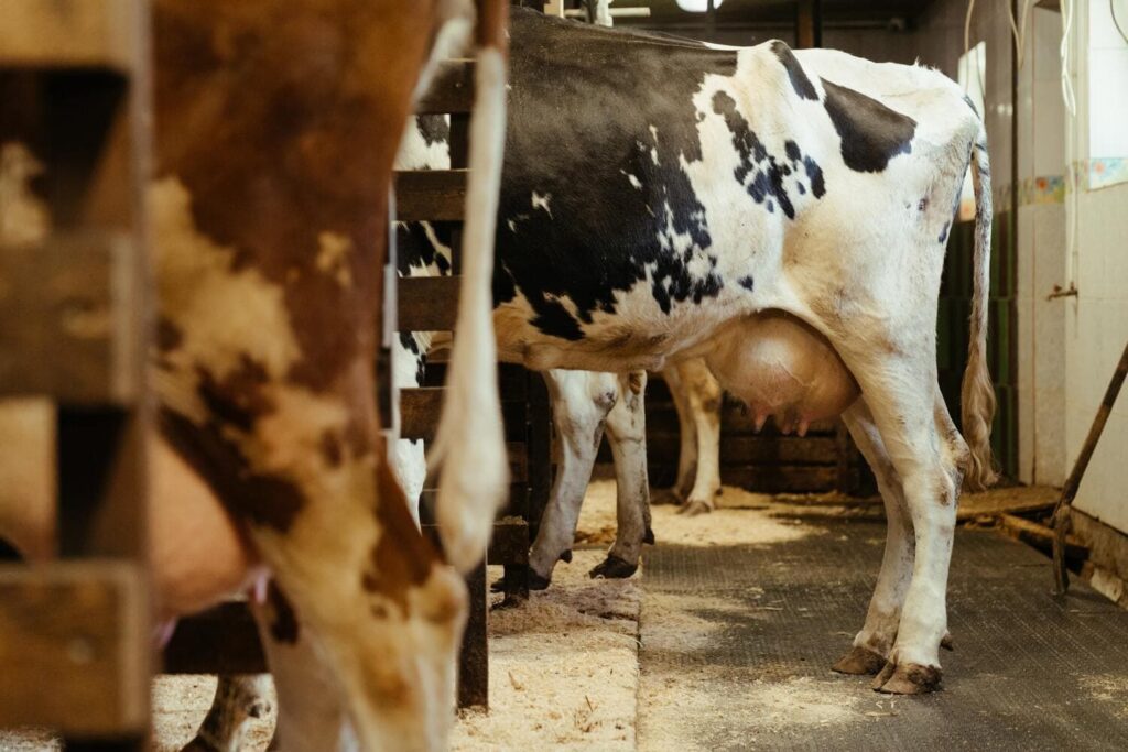 Posso deixar de tratar a mastite bovina? Saiba quando é possível