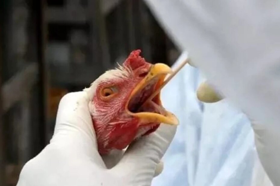 Rio Grande do Sul prorroga emergência zoossanitária para enfrentamento da gripe aviária