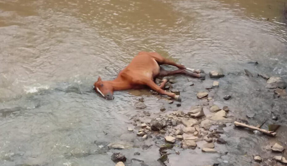 Cavalo cai em rio e é resgatado por bombeiros de São Mateus do Sul