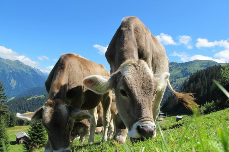 Pastoreio  rotativo aumenta produtividade em fazendas leiteiras