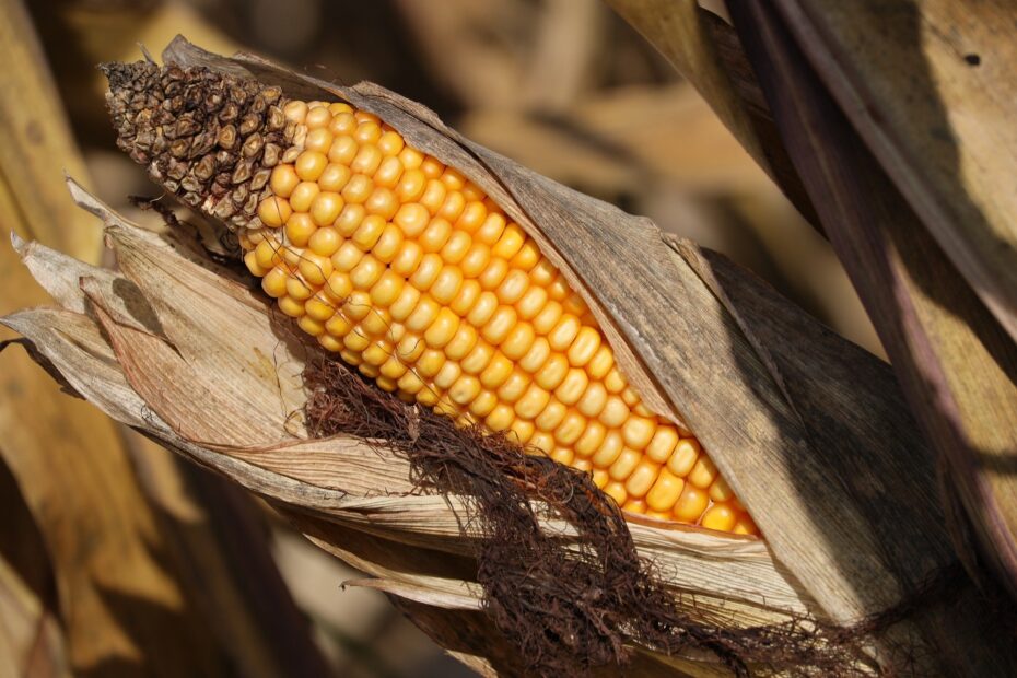 Mercado de milho brasileiro sofre pressão com entrada da safra de milho de verão