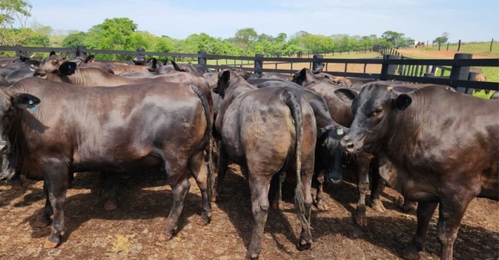 Semiconfinamento: descubra sua eficiência para terminar gadão de carne premium