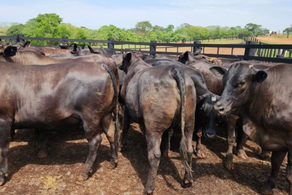 Semiconfinamento: descubra sua eficiência para terminar gadão de carne premium
