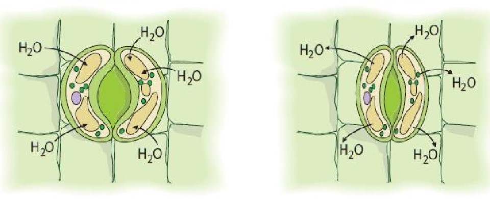 Você está visualizando atualmente Como ocorre a abertura e fechamento dos estômatos e as trocas gasosas nas plantas?