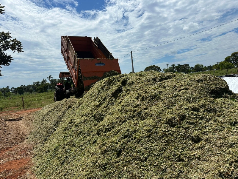Serviço de silagem para produtores rurais garante melhora na produção leiteira, em Brasilândia