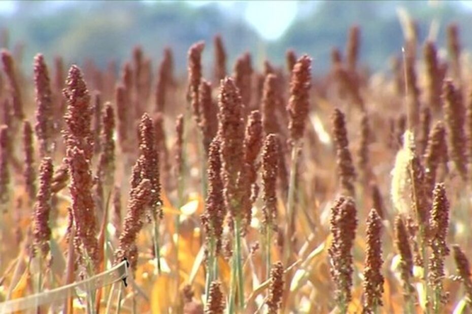 Mercado de sementes de sorgo granífero cresceu 23% neste ano, diz estudo | Agricultura