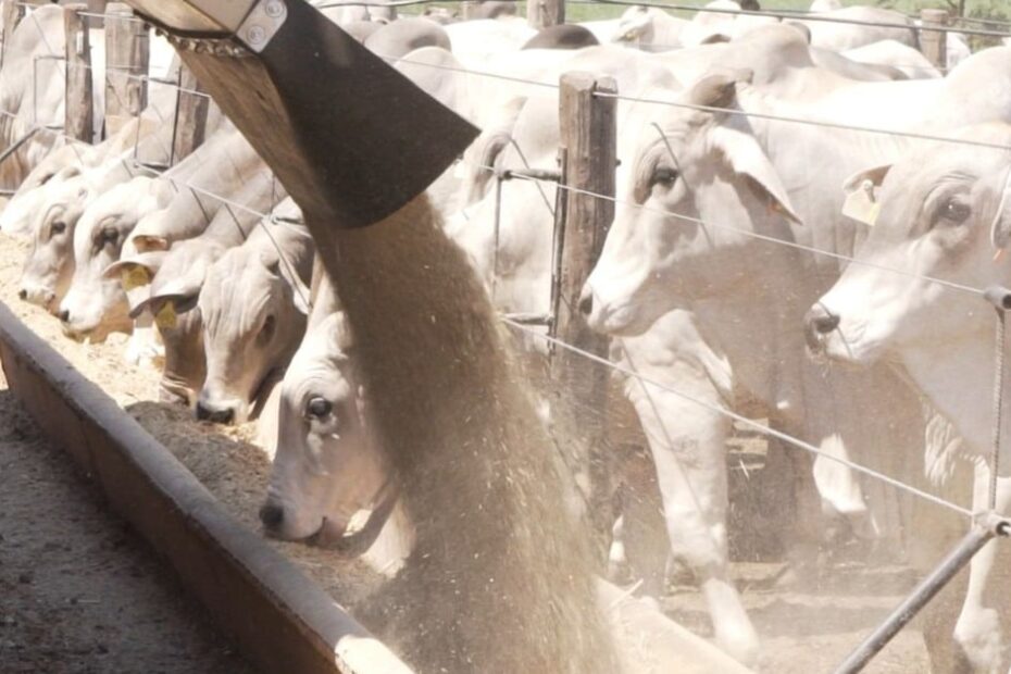Explore as tecnologias inovadoras que nutrem mais de 1 bilhão de bovinos no Brasil